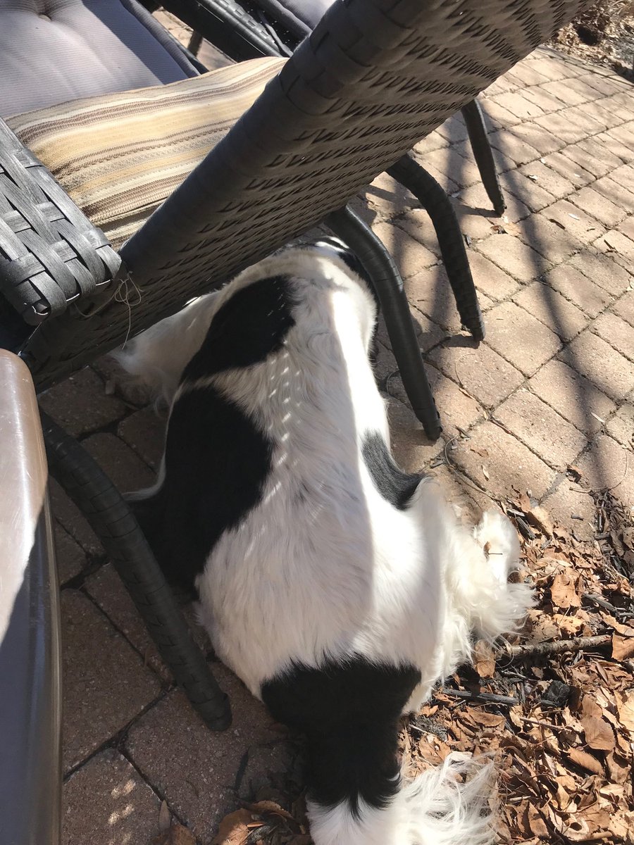 KodySpringer's tweet image. Tooooo got to tidy up, now the snows gone in Ottawa #spring #springer #springest