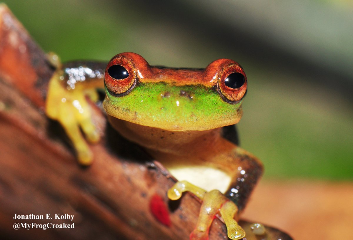 HondurasARCC's tweet photo. Thank you for the donation Crystal! You're helping us save #frogs from extinction at https://t.co/FSJ6iLiyIL We need all the help we can get to protect Mother Earth. #EarthDay #MondayMotivation #chytrid #HARCC https://t.co/x0TBVxCIWB