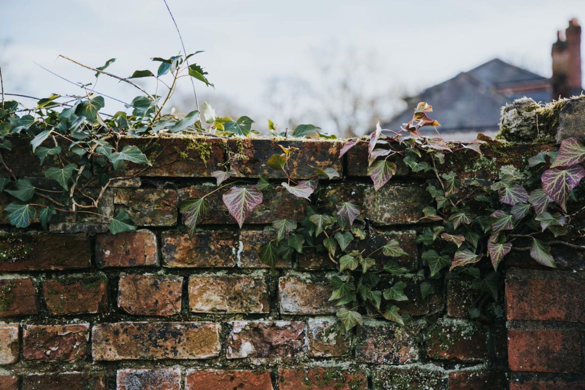 Traditional | Rural | Hopeful - Our garden has been designed so to be special whatever the season | We can’t wait to reveal what’s behind this wall very soon 🌿

Photography: Eva Slusarek

#syrencot #salisbury #landscapegarden #summerwedding #outdoorwedding #weddingvenue