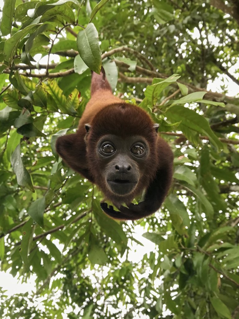 Les comparto mi foto escogida por Apple para su campaña #ShotOniPhone para el #DiaDeLaTierra. Es un mono aullador bebé en los límites del Parque Nacional Natural Sierra de la Macarena 🐒 Colombia
¡Única foto de un latinoamericano en la campaña!