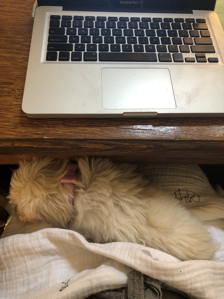 simonefost's tweet photo. Hey @darth please meet Trixie. She is a fantastic #officedog in training and new in these parts. Skilled in sleeping anywhere at any time and breaking hearts. https://t.co/0TmLwCges8