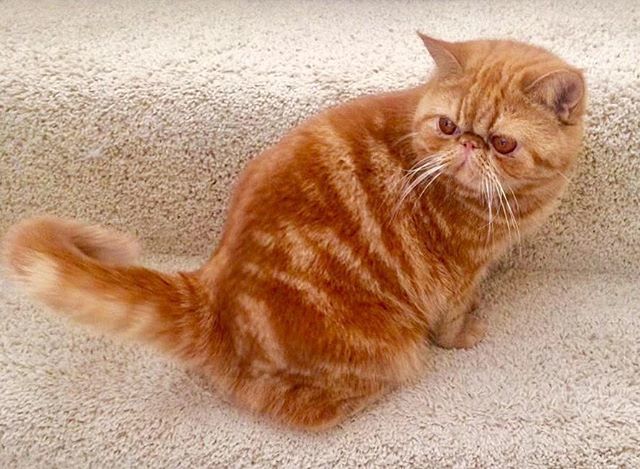 derpycatsandchn's tweet photo. Should I keep climbing these stairs, or go over there to play, that is the question. #derpycatsandchin #猫咪 #apollothecat #garfield #garfieldcat #gingercat #persiancat #persiankitten #cats #猫 #波斯猫 #加菲猫 #fluffycat https://t.co/jSe41ENA43