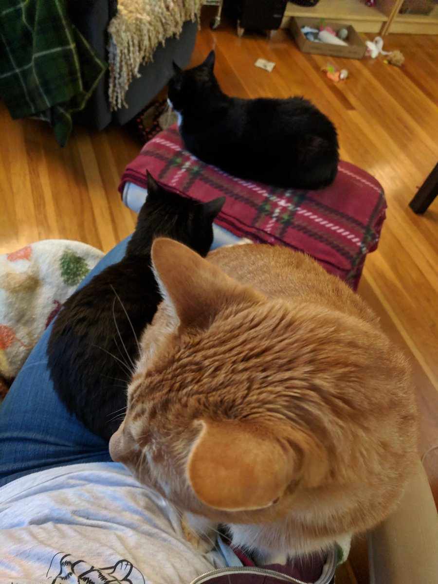 GundamCat13's tweet photo. I currently have a bounteous supply of kittens... #GriffCat #TexCat #Zuko https://t.co/zy88OX76nP