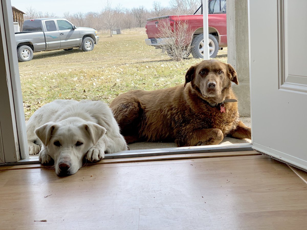 randifroese's tweet photo. Obsessed with my pups https://t.co/DuSJhVhGWJ