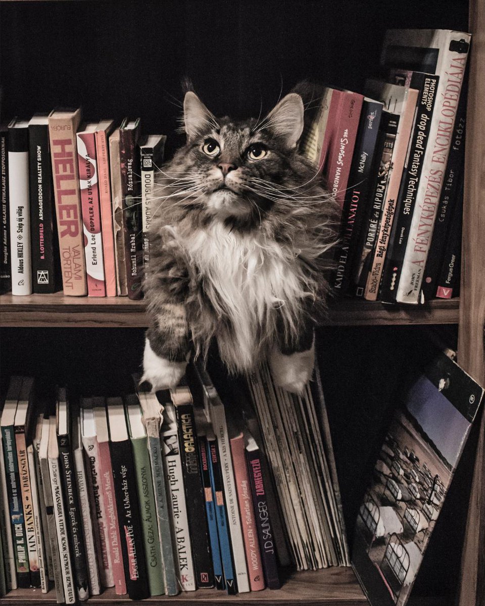 readfeed tweet media