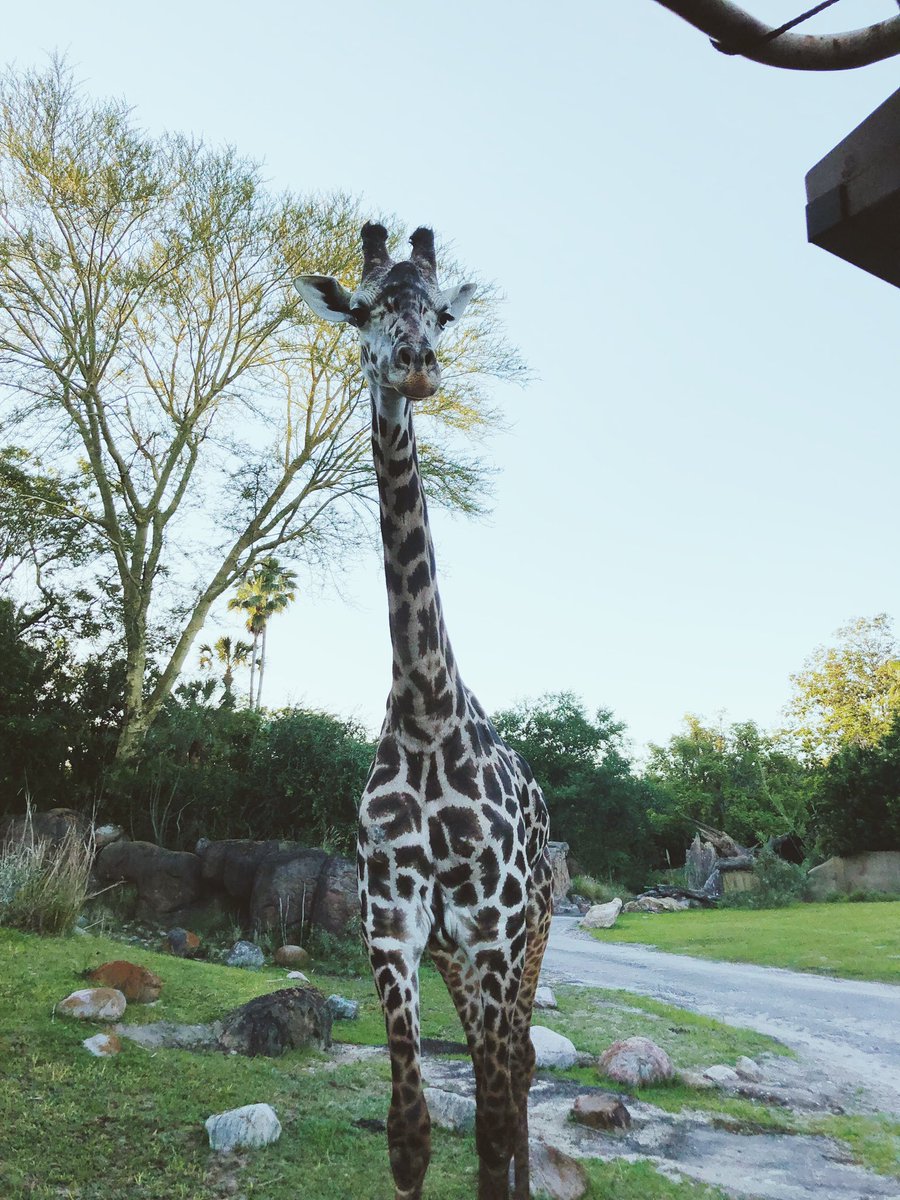 kyrrud's tweet image. Emma at Kilimanjaro Safari today was fantastic when two giraffes stood in the road in front of the truck for about ten minutes on our tour! She kept calm, as well as kept us safe and entertained! #castcomplement @WDWToday