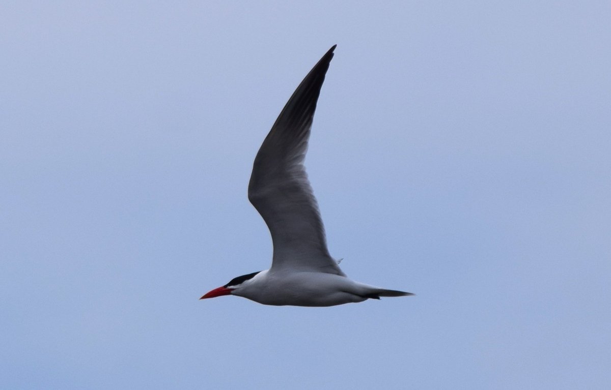 biobirdnerd's tweet photo. Happy #EarthDay from this Caspian Tern! Great views of them foraging at Bartlett Lake today. Still waiting for some #springmigration #birdingridiculousness though. https://t.co/OAQILh2gt2