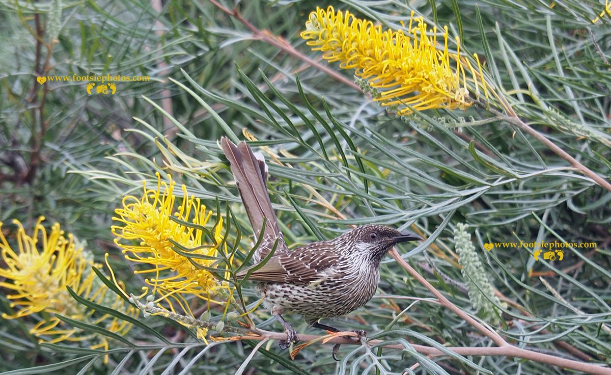 footsiephotos's tweet photo. 1st time I have picked my camera up for weeks as I've been so sick. the bird is a Little wattlebird. #olympus #abcmyphoto #wildlife #queensland #visitmoretonbayregion #mytown #discoverqld #longman #thephotohour #bird #nature
I hold my camera with my feet.
https://t.co/jadQujE4aS https://t.co/gQP4rOYxo9