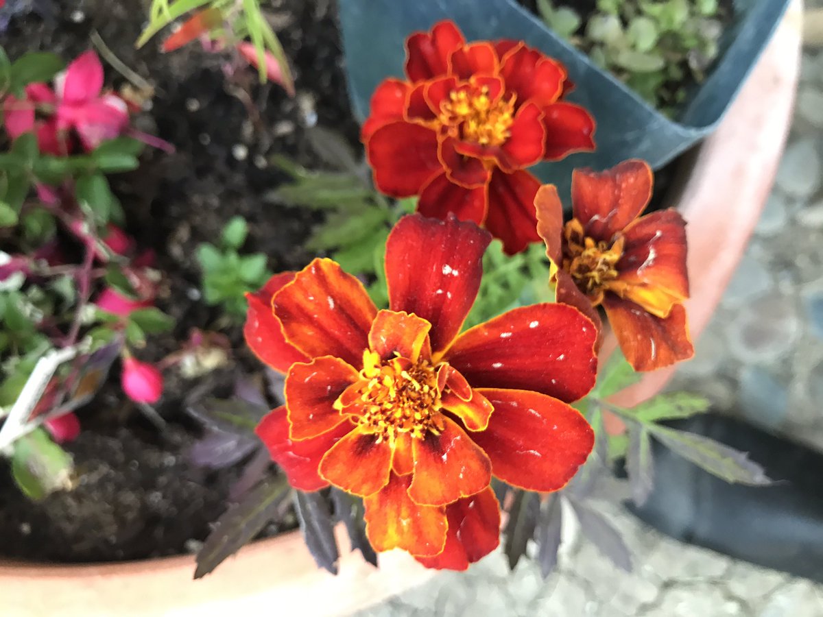PlantMafia's tweet photo. Creating a little #pollinator oasis doesn’t take much space or time! Some seeds, dirt, &amp; water, and viola! Colorful #flowers for all. #gardens #containerGarden #ApartmentLiving https://t.co/fAKdzWWzk9