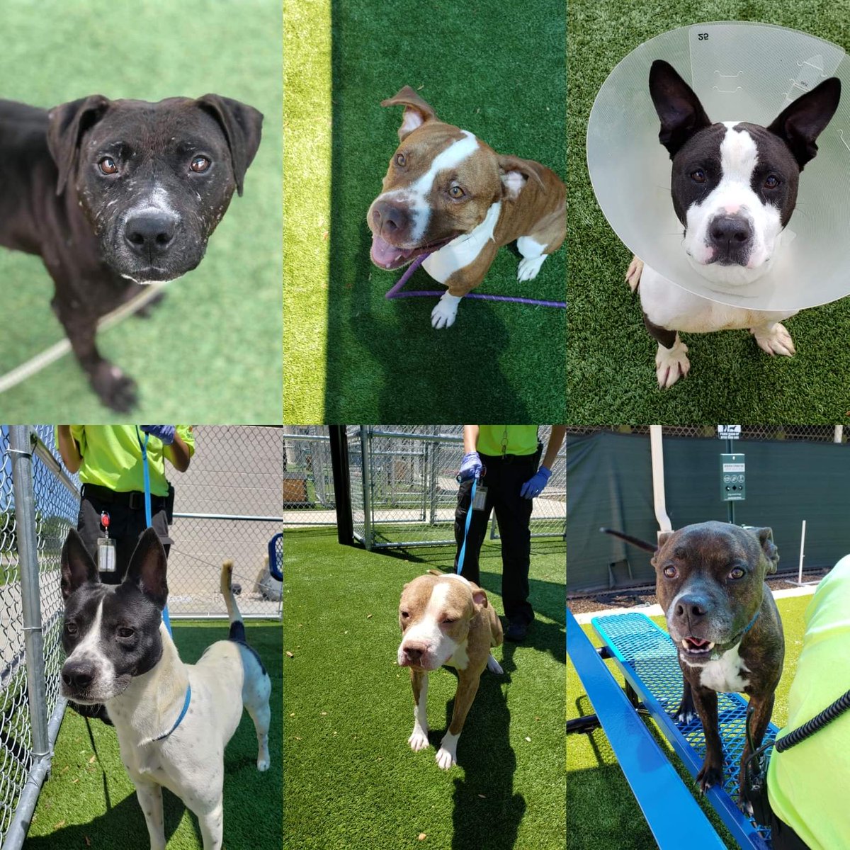 Orlando-Urgent Dogs tweet media