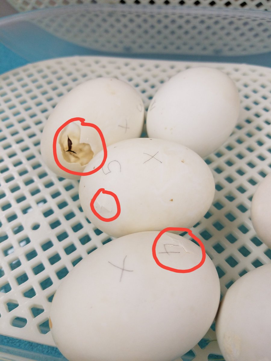 Ms_Krsnak's tweet photo. Big day today! 5 of our 6 #WyckoffWaddles eggs have externally pipped! They have poked little holes through their shells, which they are slowly making bigger! I circled a few of the harder to see pips, so you can see the cracks! @DougFinale @CMorfing @KKnyfd @WPSEisenhower https://t.co/SGRpPpzc17