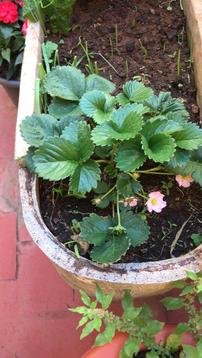 Pensioncejas's tweet photo. La nueva huerta de la Casa Colonial Cejas ❤️ https://t.co/EUbHaLxGUN