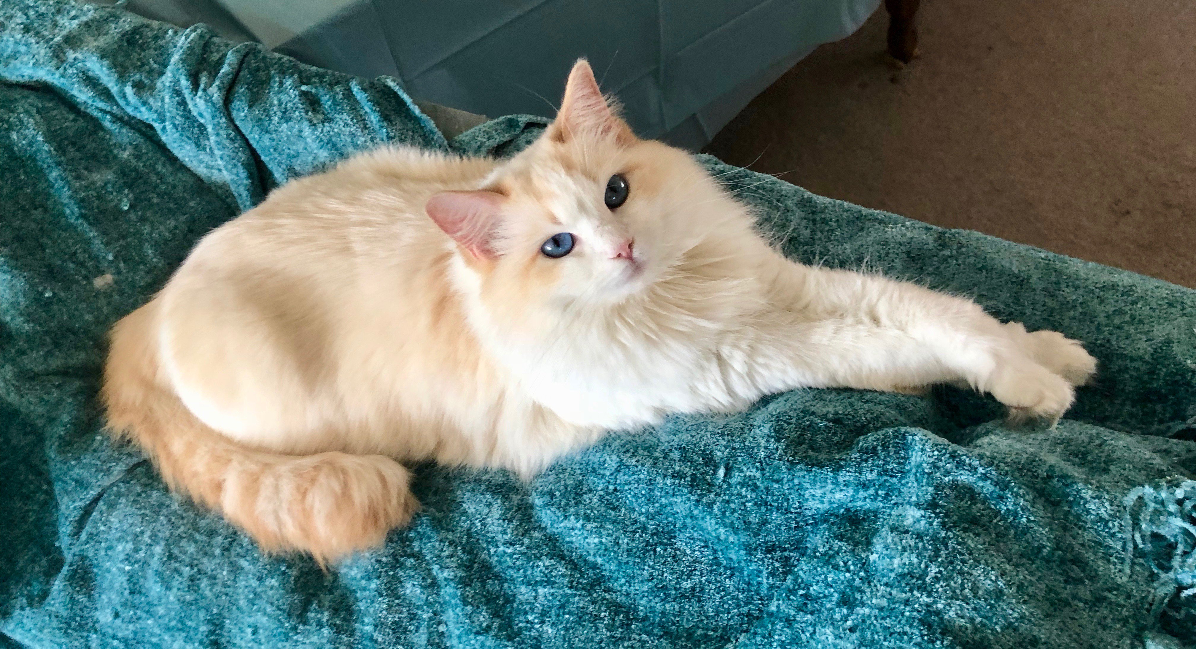 Blonde ragdoll hotsell