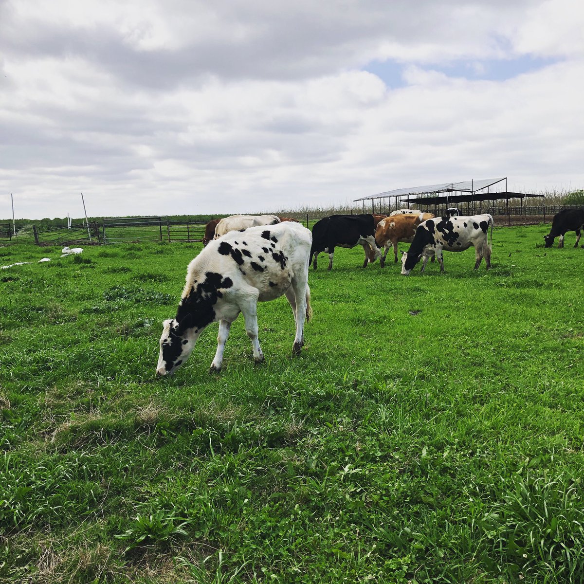 We are proud to be stewards of the land and advocates for sustainable farming practices. This #EarthDay expand your knowledge on rotational grazing and how grass fed cattle help fight climate change #GrassFed #Sustainable #Grazing #HappyCows