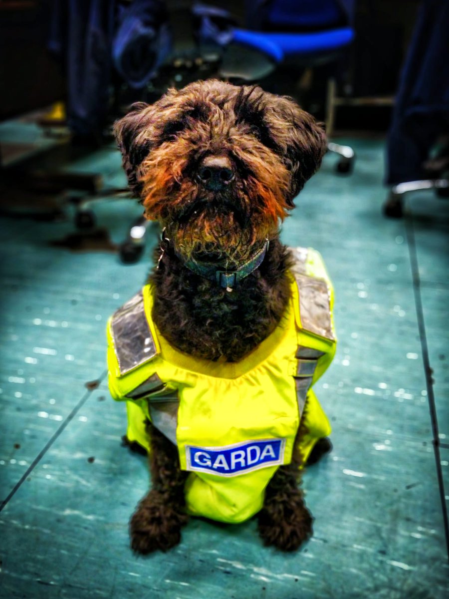 Pluto was returned to his owner by Unit A, Pearse Street after being found in the Dublin 2 area celebrating Leinster's win... but not before being put to work in the station!
