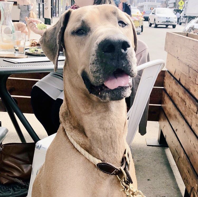 This pup thinks you should hang on our patio today! 🐶💞☀️

Oh and Barman’s Banquet starts at 5pm, so it’s pretty much perfect.

🙏🏼 to Taylor Constance via Insta for the photo! 

#dryhopchicago #chicagopatio #chicagobrewery #lakeviewchicago