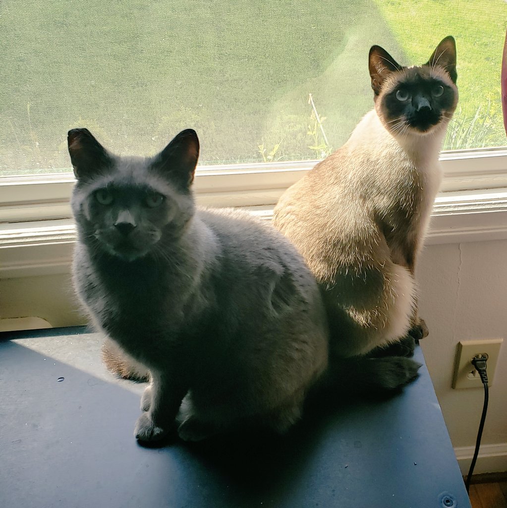 TheZiba's tweet photo. What do you think we're up to today? -Ziba
#adoptdontshop #pdx #pdxcats #catsofportland #catsofpdx #ohspets #meezer #siamese #teamziba4life #rescuedismyfavoritebreed #cats #kittens #artharder #siyamkedisi #goofballs #percivalthegrey #multcopets #CatsOfTwitter https://t.co/G2P87SUoMg