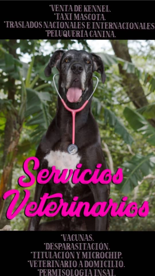 Paws_travel tweet media