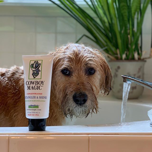 cowboymagic's tweet image. 🌟Magic Monday🌟 
Thanks for being a fan @bingleylove15
😘😍
"How do I get so soft and shiny? Bath time is better with @cowboymagicusa! 🛁”
.
.
.
.
.
#softandclean #cowboymagic #bathtime #bathingdog #wetdog #timeforabath #cleandog #softdog #dogphotogr… bit.ly/2DtlKif