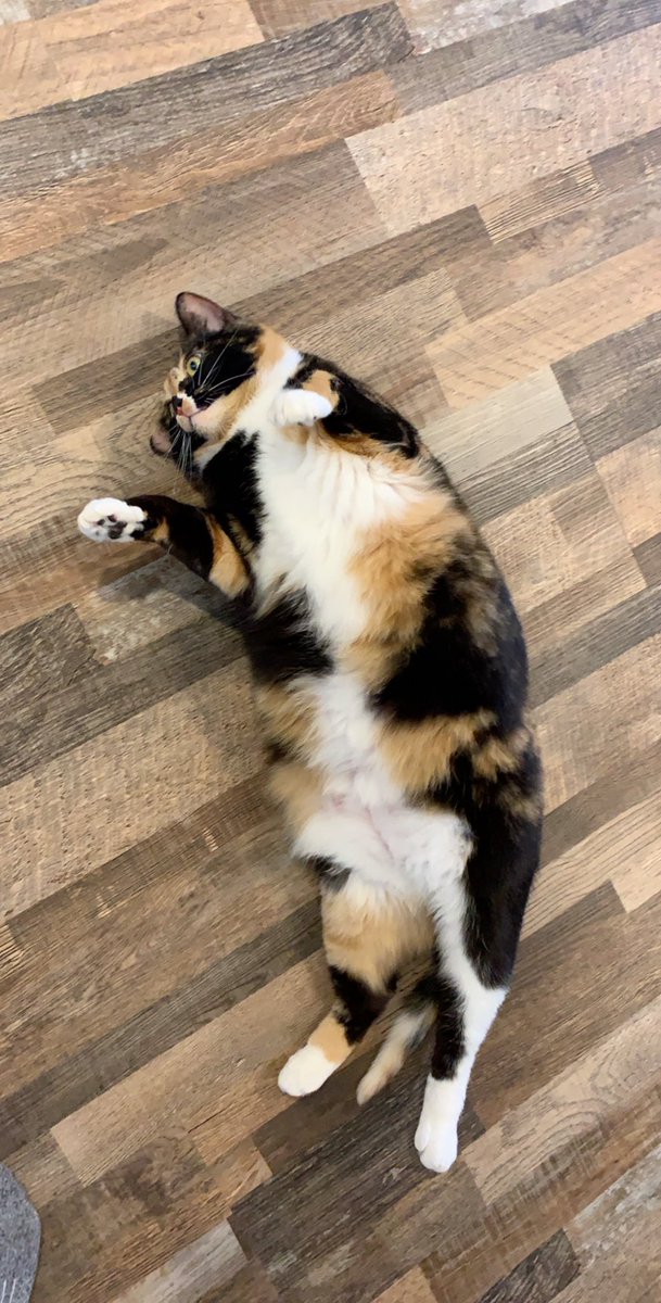 Hannah29630546's tweet photo. The guys have been asking to meet Macy for awhile, so today it finally happened! As Brad said, “We have a new employee!” #ilovemyjob #catsrule https://t.co/INTzxYetoF