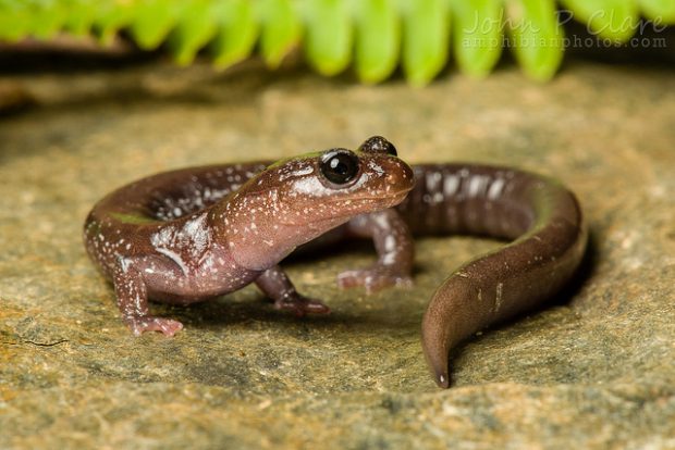FSEEE's tweet photo. A quartet of conservation groups served notice today that they intend to sue the U.S. Fish and Wildlife Service in an effort to gain Endangered Species Act protections for the rare Siskiyou Mountains salamander.

https://t.co/2t2LNMQnjU https://t.co/0FypJaC8YE