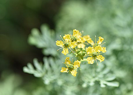 𝓩𝓪𝓾𝓫𝓮𝓻 これは ルー と呼ばれるハーブです ミカン科の小低木であまり一般的な植物ではありませんが 猫が好まない匂いを発するため 猫よけに使う というと ご存知の方も多いかもわかりません 作物の花 Flowers Of Crops 猫よ