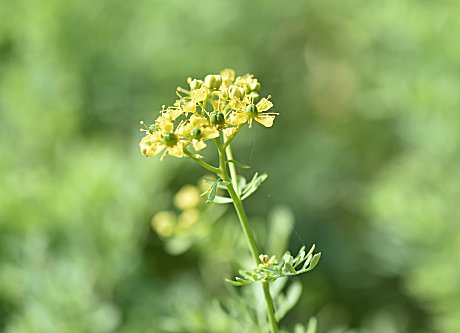 𝓩𝓪𝓾𝓫𝓮𝓻 これは ルー と呼ばれるハーブです ミカン科の小低木であまり一般的な植物ではありませんが 猫が好まない匂いを発するため 猫よけに使う というと ご存知の方も多いかもわかりません 作物の花 Flowers Of Crops 猫よ