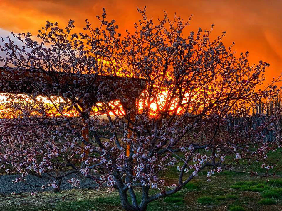 Apricot #Sunset. #Photography by my neighbor <a href="/MattressMary/">Mattress Mary</a> #Taos, #NewMexico #Landscape #Gardening #MiCasa