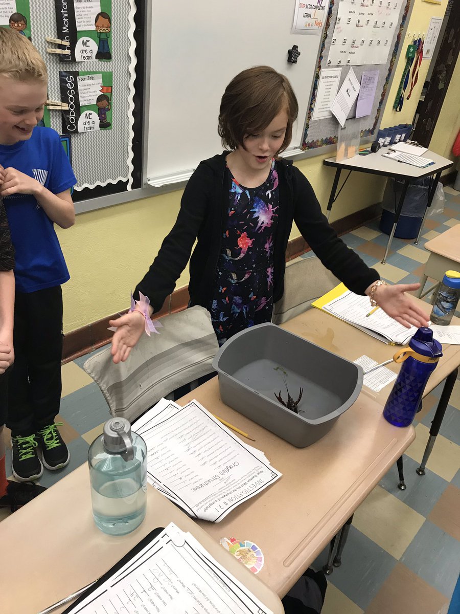 mrs_sderby's tweet image. We started a #Science investigation today with #crayfish. We observed the structure the crayfish and some interesting behaviors. #fossscience @QEPride
