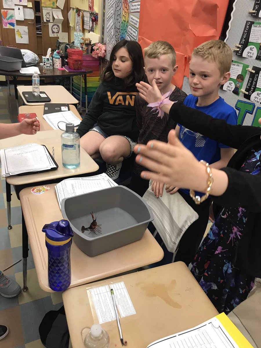 mrs_sderby's tweet image. We started a #Science investigation today with #crayfish. We observed the structure the crayfish and some interesting behaviors. #fossscience @QEPride
