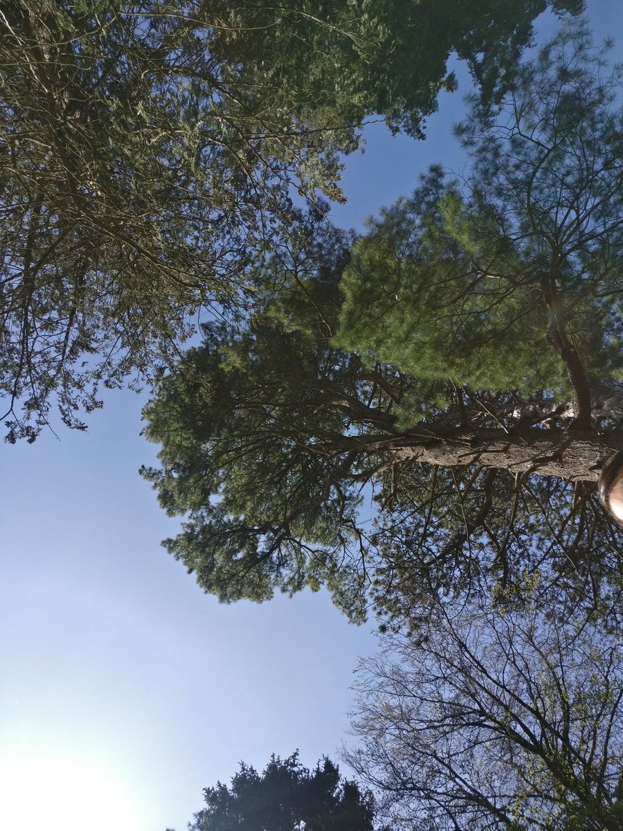 JoJoCoHu's tweet image. Spent much of #EarthDay in the garden, planting, tidying, growing, watching, with our first Peacock butterfly coming to say Hi. It's a beautiful world. Do something. #ThereIsNoPlanetB