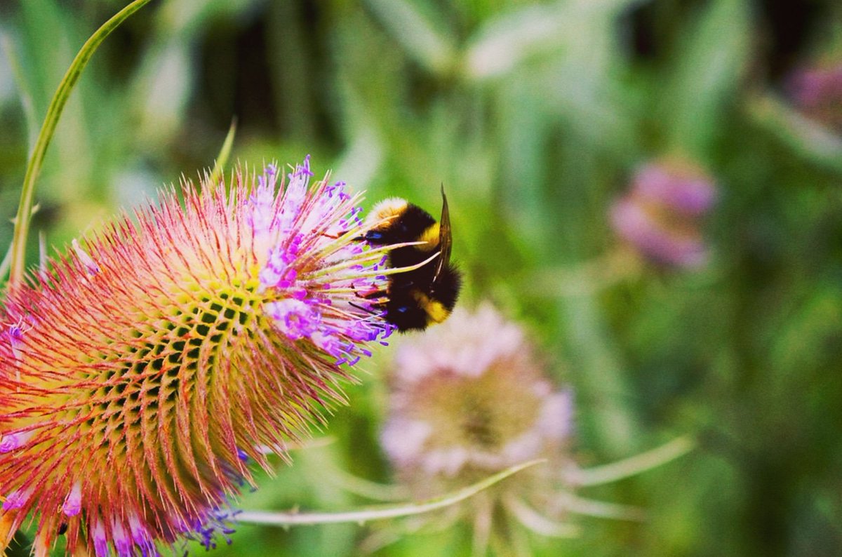 #LocationScouting for #savethebees #bumblebees #Landscape and #PortraitPhotography 
New Portrait Studio and Frame Shop @ #TheMedicineGarden  Cobham KT11 3LU