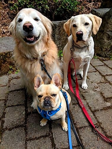 _TailsAndTrails's tweet photo. Squadaliscious! #DogCelebration #dogwalkerpdx #pdxdogwalker #PackWalksPDX https://t.co/RYrVEWxMaW