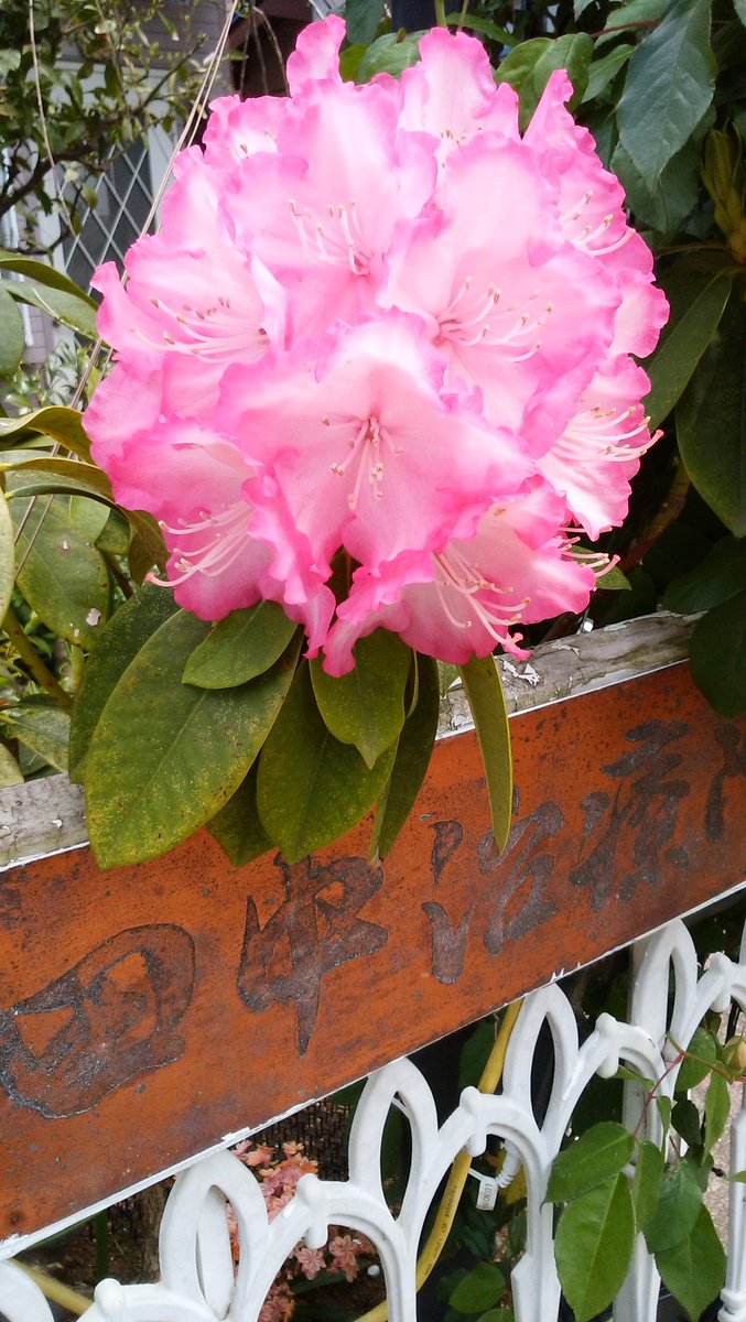 田中治療院さんの前を通るとまるで花束をプレゼントされた気分になるの。
#花束　#プレゼント