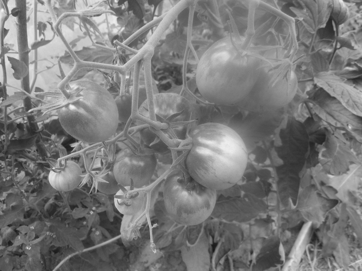 Smolgazeta's tweet image. Смоляне активно приобретают семена помидоров и огурцов и готовятся огородной посевной. О чем писали смоленские газеты 23 апреля 1986 года
smolgazeta.ru/past/63575-smo…
#Смоленск #Впередвпрошлое #Садоводы