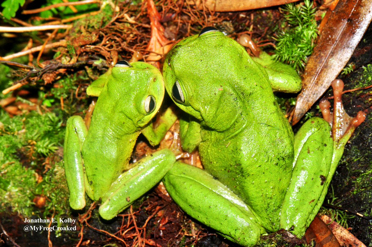 HondurasARCC's tweet photo. Thank you for the donation Heather! You're helping us save #frogs from extinction at https://t.co/FSJ6iLiyIL Every bit of help makes a difference! #EarthDay #MondayMotivation #chytrid #HARCC @HondurasARCC https://t.co/dodzmfL540