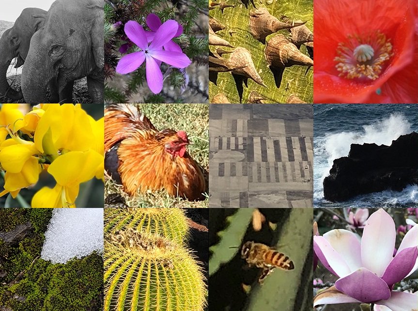 Our magnificent planet is always ready for its close-up. On Earth Day, April 22, NASA wants to see your take.