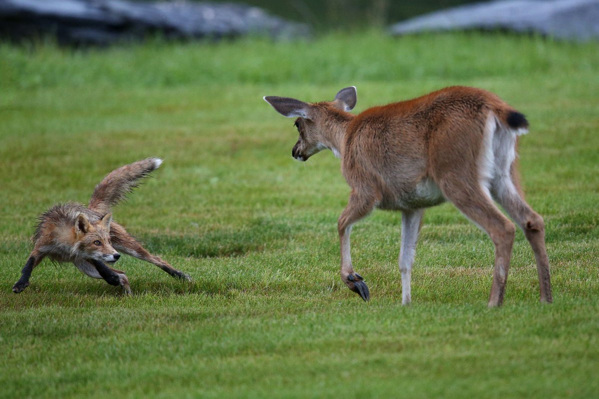 лиса с острова хоккайдо. лисичка в природе. волк и лиса. рогатые лисы. лиса и олень.