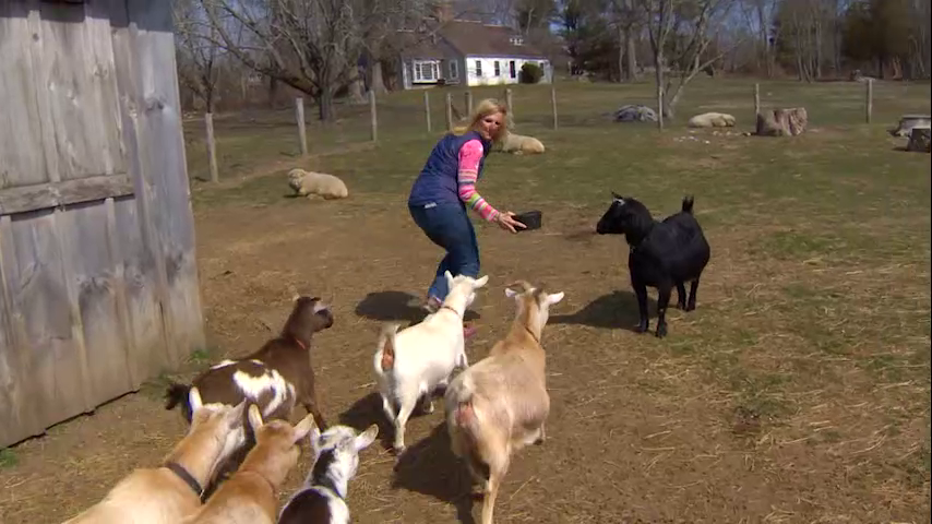 Chronicle5's tweet photo. Adopt the goat. Not Tom Brady. One of the cute residents at #MountHopeFarm "The program was designed for people that don't have a backyard that can't accommodate a goat in their property and they can come here" #MainStreets #Bristol @anthonyeverett @shaynaseymour 7:30 #wcvb https://t.co/0ptodXeqtX