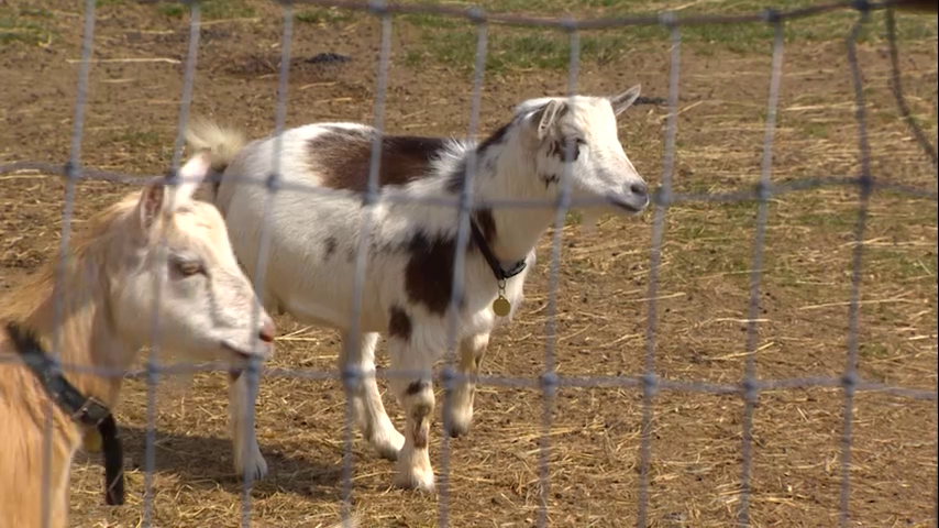 Chronicle5's tweet photo. Adopt the goat. Not Tom Brady. One of the cute residents at #MountHopeFarm "The program was designed for people that don't have a backyard that can't accommodate a goat in their property and they can come here" #MainStreets #Bristol @anthonyeverett @shaynaseymour 7:30 #wcvb https://t.co/0ptodXeqtX