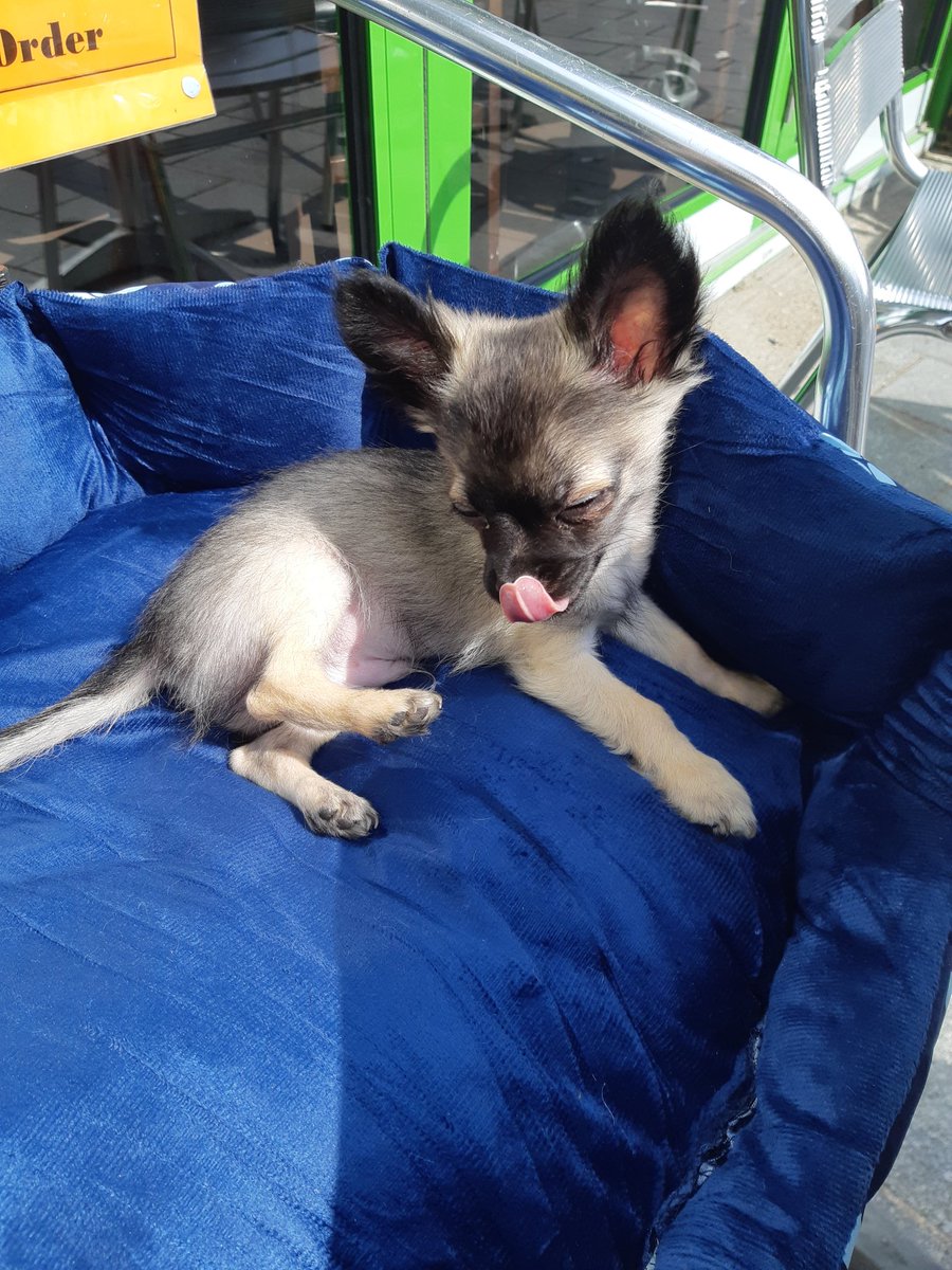 Parislou4's tweet photo. Enjoying the sun #chihuahua https://t.co/Z3hdSnOU7o