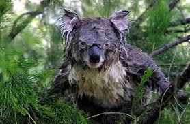 barrythomas85's tweet photo. @jasevstheworld @Jwalt5555 Yeah, we call them Koalas. https://t.co/QNGLbsNj7q