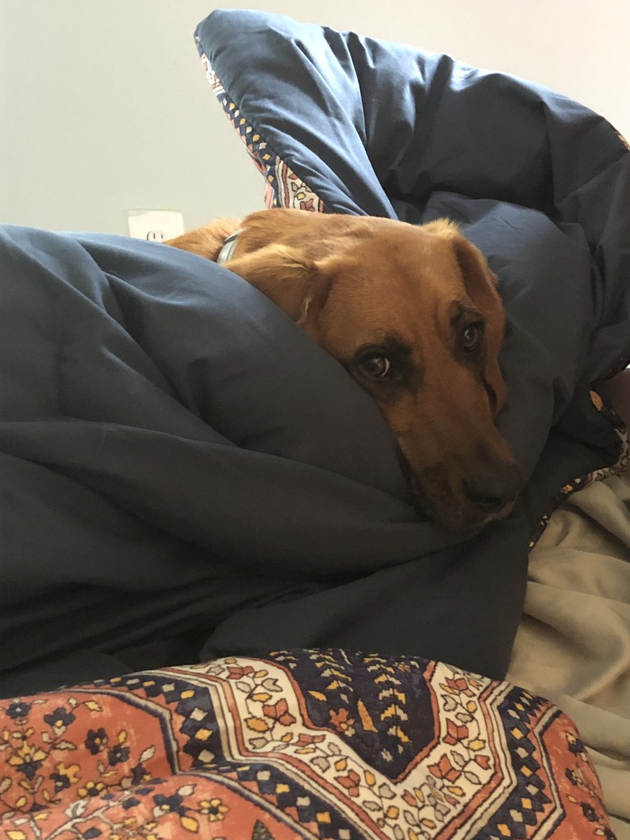 etphonehome27's tweet photo. Putting away laundry and apparently I interrupted my dogโs nap #LifeofPiper #canihelpyou #mydogisheadofmyhousehold https://t.co/h4PLRkrRpw