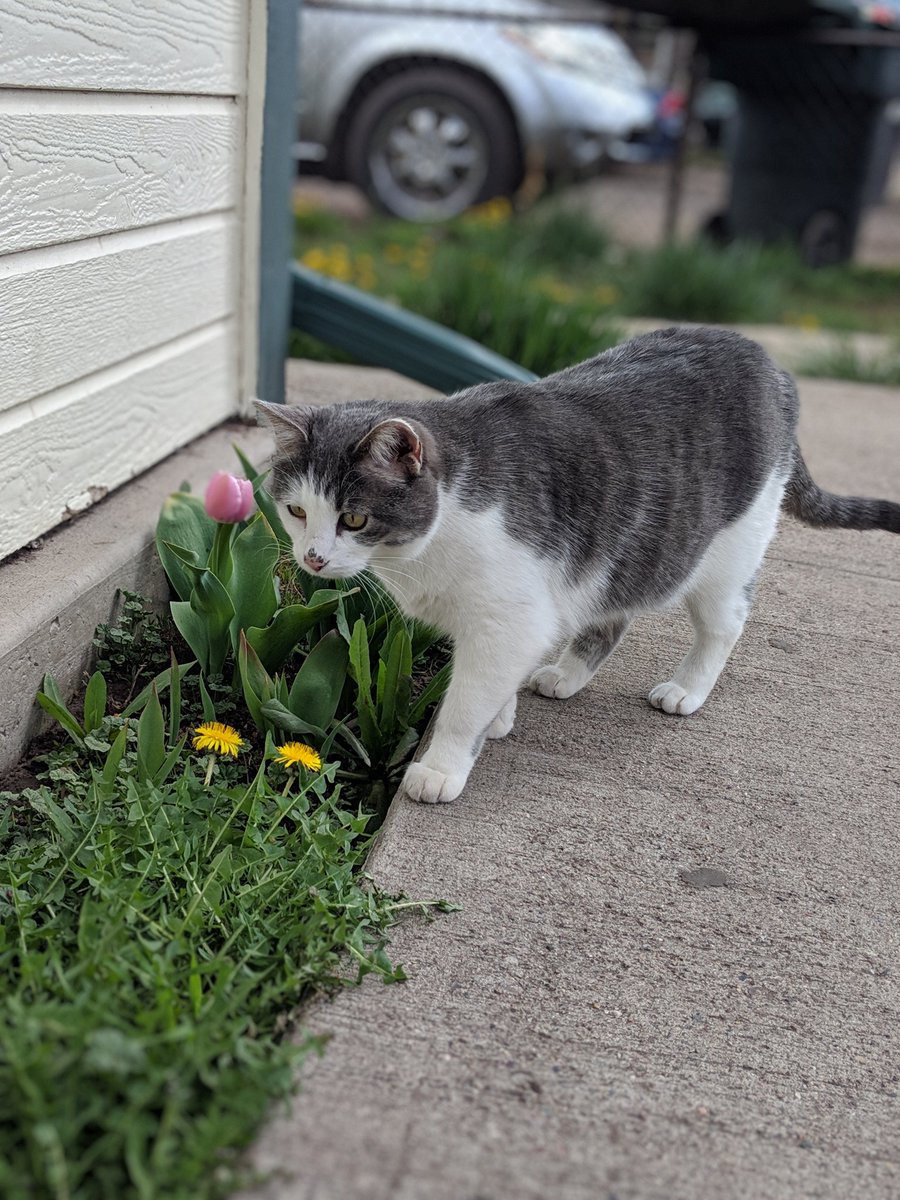 reallybadgoblin's tweet image. gentle weewa, of what do you dream? where do you aspire?