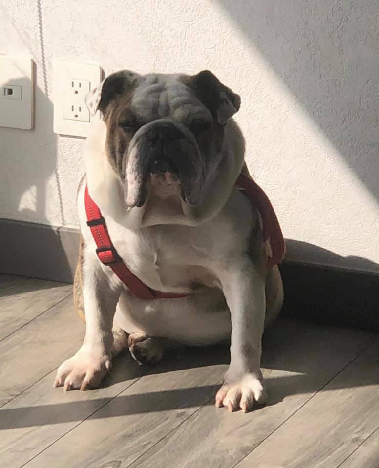 Amigos, casi nunca les pido favores. Hoy les suplico me ayuden con un RT.

Él es CUCO Bulldog Inglés color blanco con miel, esterilizado. Lo robaron ayer mientras paseaba con su entrenador. Esto fue en el Parque Mina en Huixquilucan, Edo. de México.

Info Ubicapet 5538181314 🙏