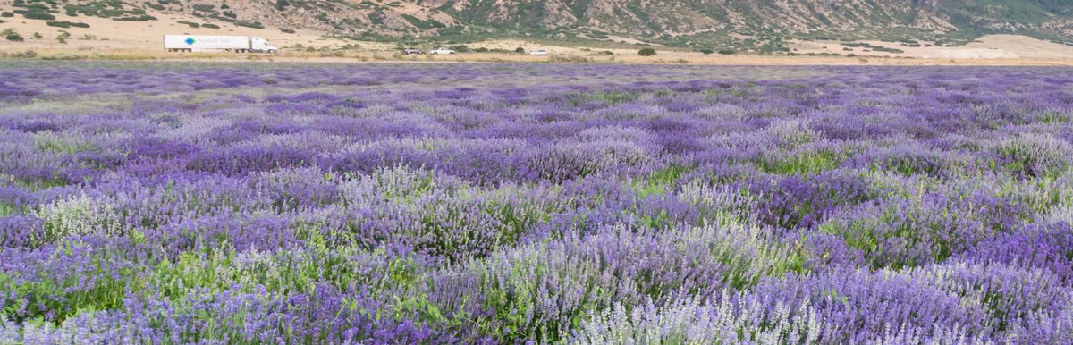 Happy 25th anniversary <a href="/youngliving/">Young Living Essential Oils</a>!!! bit.ly/2Gt4f2s