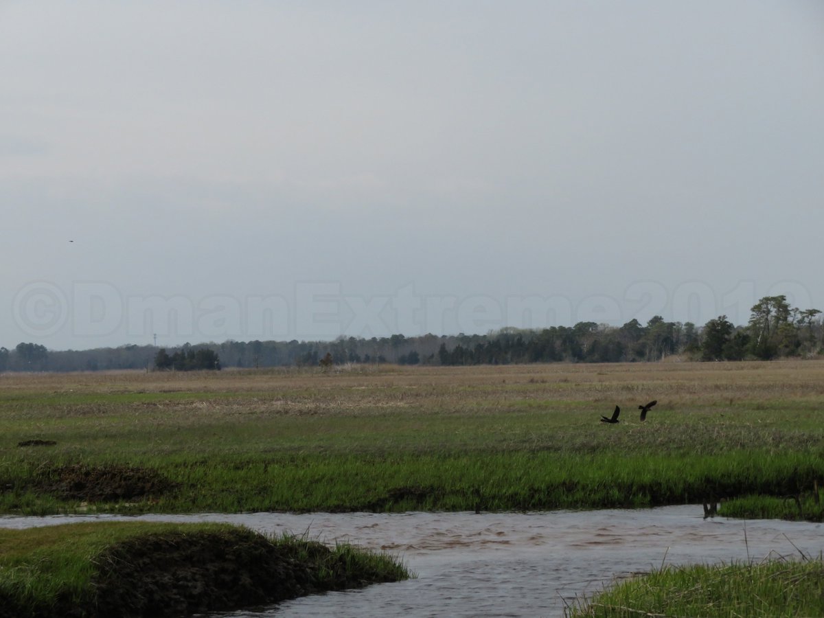 Dmanextreme's tweet photo. Right as we got to the fishing spot, these two birds had a major argument lol. https://t.co/MTvTWrgkdZ