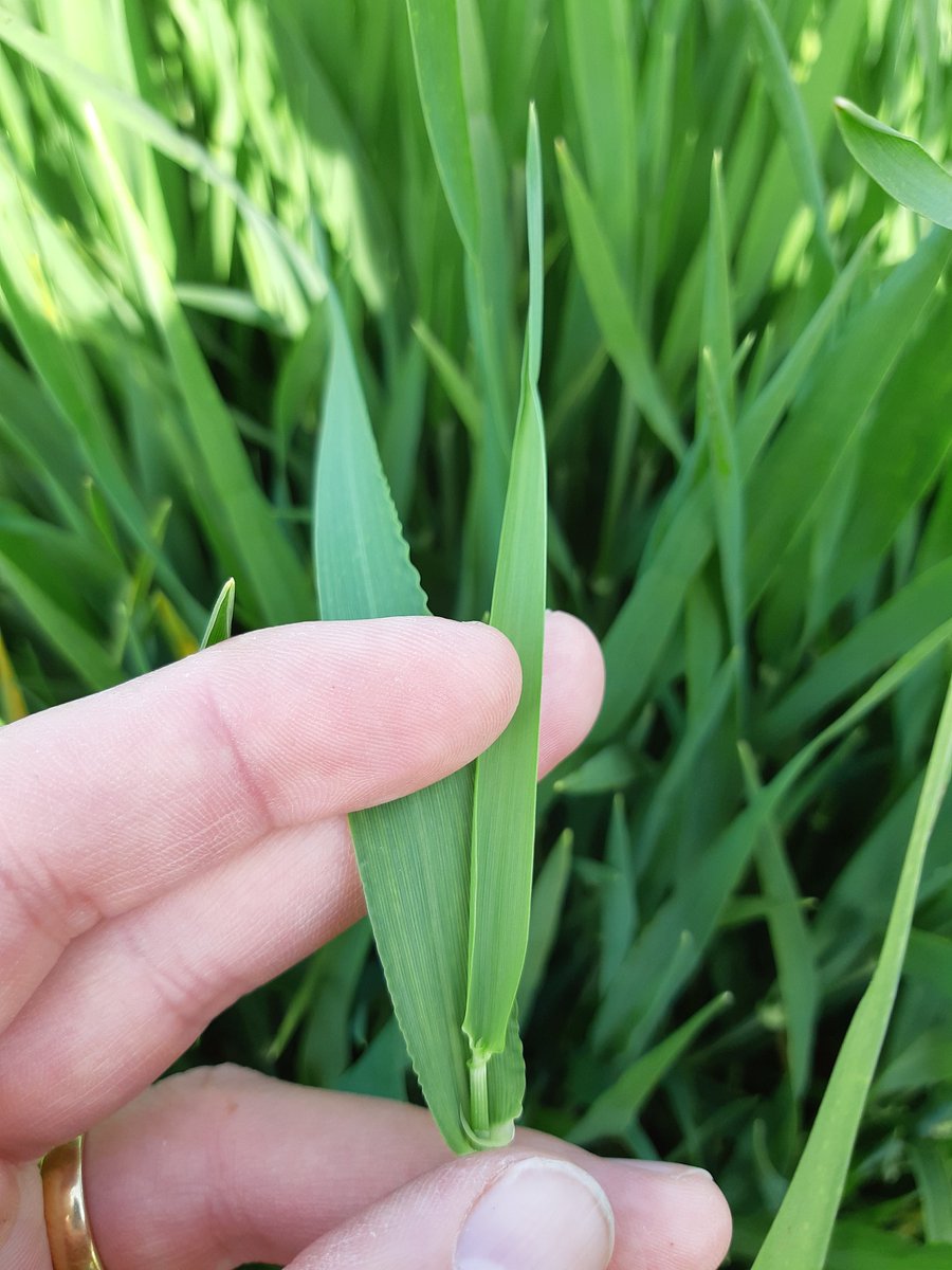 Warm weather this weekend has really moved things on. Early Oct sown Orwell with flag leaf fully emerged this evening.