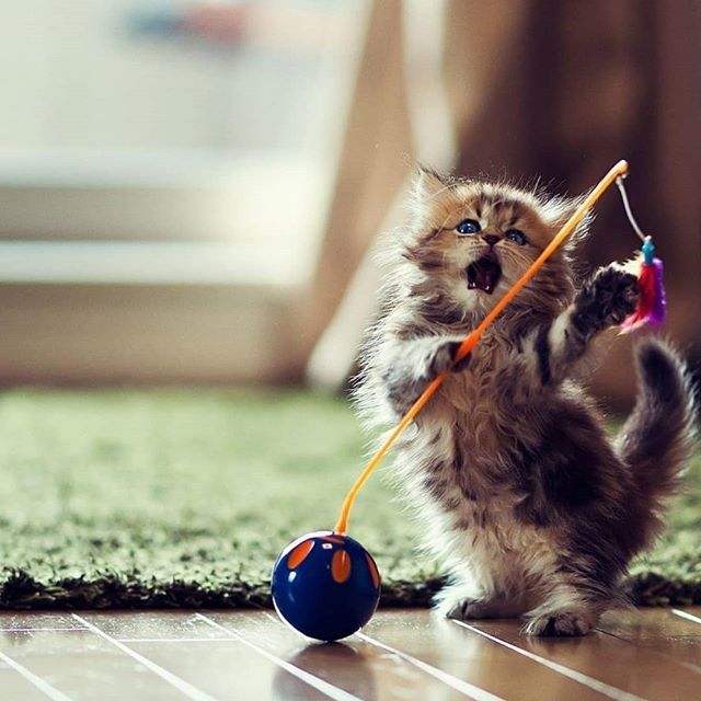 Playing 🐱🐱
,
,
, ,
,
#catlovely #catlover😻 #funnycatpics #cutecatpics #cutecatkittens #catplaying bit.ly/2UsG1u1
