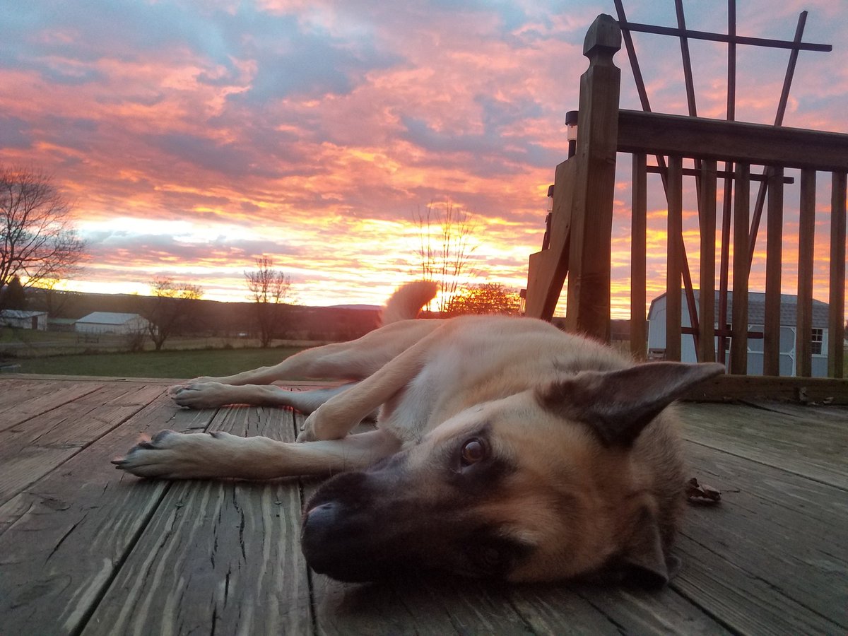 garylbrowning's tweet photo. I invest in crypto so I can one day not have a care in the world like my dog Molly.
#3rdgenerationblockchain
#apollocurrency #APL https://t.co/sENKgIf5zP